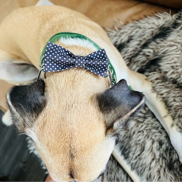 3/$20 NEW HANDMADE Blue Floral White Red Polka Dot Dog Cat Pet Collar Bow Tie - Picture 5 of 5